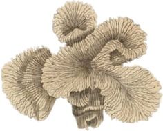 painted sea coral