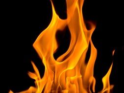 flame of fire on a black background