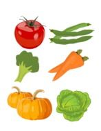 drawings of vegetables on a white background