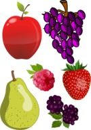 fruit drawings on a white background