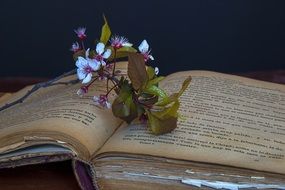 flowers on an open old book close-up