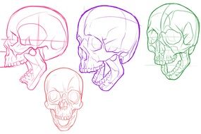 Skull Study drawing