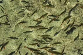 lot of small fish in clear water