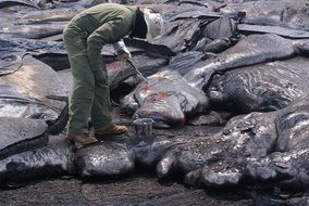geologist studies frozen lava