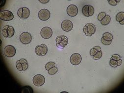 Microbiology