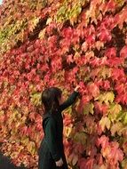 little girl studies the colorful leaves of japanese maple