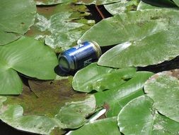 beer can lying on the leaves