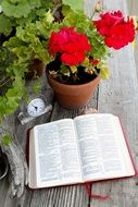 book near a flower in a flowerpot