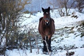 walking horse in winter