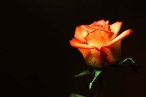 nice orange rose on black background