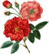 drawing of a vintage garden rose