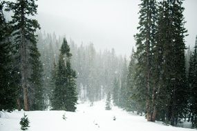 Snowing Trees