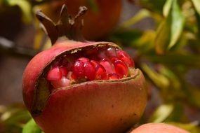 pomegranate is a Mediterranean fruit