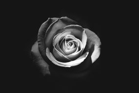 Black and white photo of rose