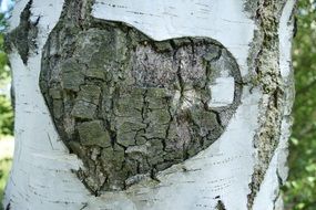 romantic heart on a tree trunk