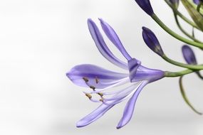purple agapanthus flower