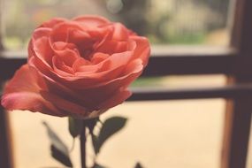 pink rose flower on the windowsill