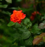 red blooming rose in the garden