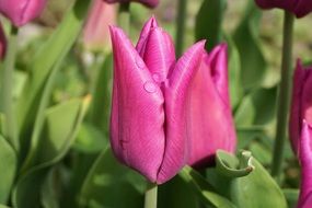 Water on purple tulips