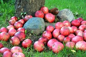 many red apples under the tree