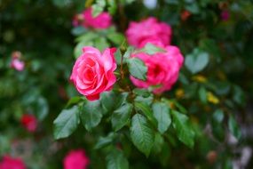 bright pink roses on a bush close-up