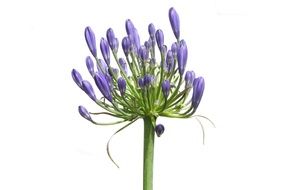 agapanthus inflorescence with buds