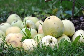 harvest of apples on the grass