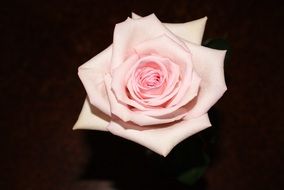 pink rose on a dark background