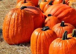 Pumpkins in autumn on Halloween