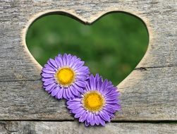 heart shaped hole in a wooden bench and two purple flowers