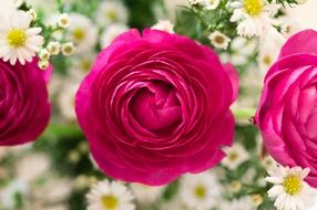 pink roses in a summer bouquet close-up