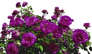 painted purple roses