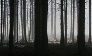 mysterious forest in the fog