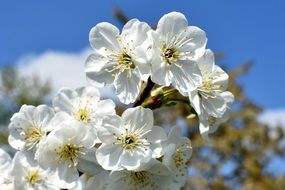 White natural cherry flowers