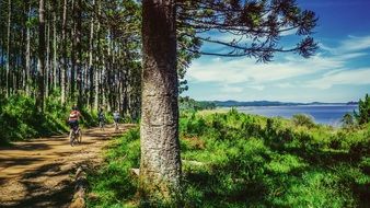 cyclists in a beautiful forest of brazil