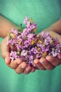 purple wildflowers in hands close-up