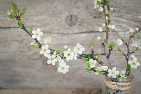 scenery with cherry blossom on a background of the board