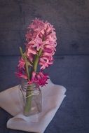 image of hyacinth in vase