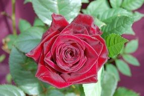 beautiful velvet rose