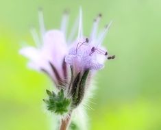 Phacelia Violet
