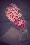 image of hyacinth in a glass vase