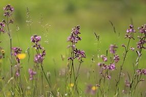 Beautiful pink wildflowers on meadow