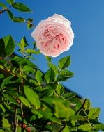 Beautiful pink rose flower