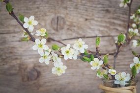 scenery with cherry blossom