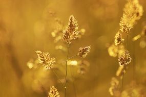 grass on a yellow background