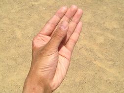 the palm on the sand