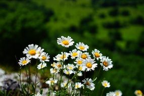 meadow white daisies