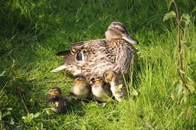 mother duck and ducklings