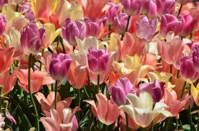 Pink Tulips