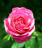 Macro photo of the beautiful pink rose in the garden